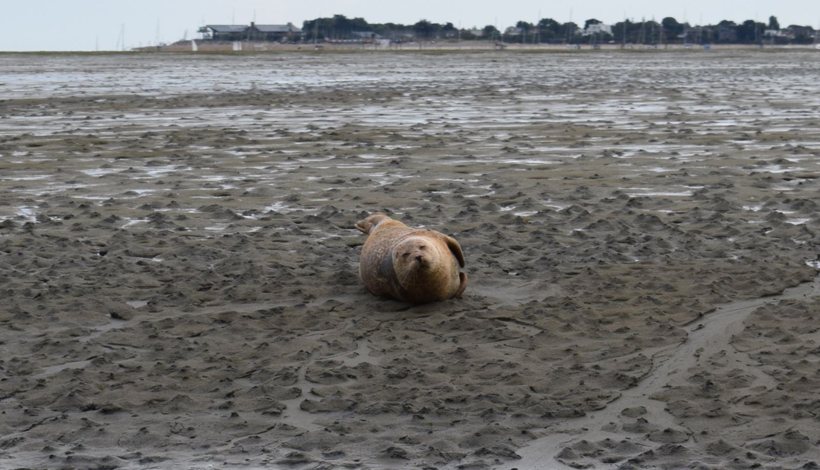 Seal near Calshot